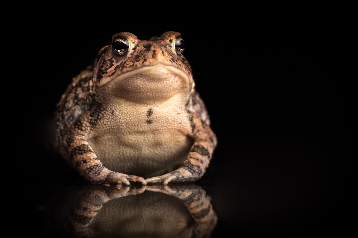 Toad 4